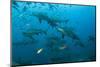 Bull Shark, Commercial Shark Feeding, Benga Lagoon, Viti Levu, Fiji-Pete Oxford-Mounted Photographic Print