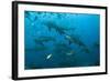 Bull Shark, Commercial Shark Feeding, Benga Lagoon, Viti Levu, Fiji-Pete Oxford-Framed Photographic Print