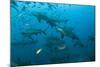 Bull Shark, Commercial Shark Feeding, Benga Lagoon, Viti Levu, Fiji-Pete Oxford-Mounted Photographic Print