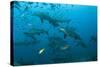 Bull Shark, Commercial Shark Feeding, Benga Lagoon, Viti Levu, Fiji-Pete Oxford-Stretched Canvas