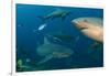 Bull Shark, Commercial Shark Feeding, Benga Lagoon, Viti Levu, Fiji-Pete Oxford-Framed Photographic Print