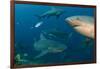 Bull Shark, Commercial Shark Feeding, Benga Lagoon, Viti Levu, Fiji-Pete Oxford-Framed Photographic Print