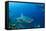 Bull Shark, Commercial Shark Feeding, Benga Lagoon, Viti Levu, Fiji-Pete Oxford-Framed Stretched Canvas