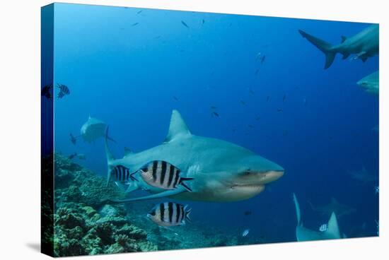 Bull Shark, Commercial Shark Feeding, Benga Lagoon, Viti Levu, Fiji-Pete Oxford-Stretched Canvas