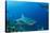 Bull Shark, Commercial Shark Feeding, Benga Lagoon, Viti Levu, Fiji-Pete Oxford-Stretched Canvas