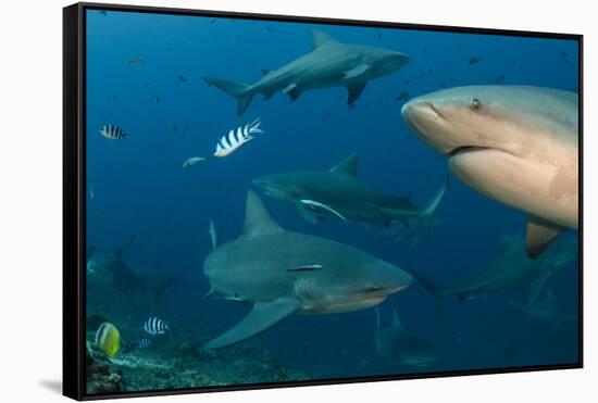 Bull Shark, Commercial Shark Feeding, Benga Lagoon, Viti Levu, Fiji-Pete Oxford-Framed Stretched Canvas