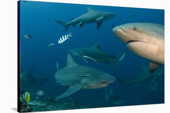 Bull Shark, Commercial Shark Feeding, Benga Lagoon, Viti Levu, Fiji-Pete Oxford-Stretched Canvas