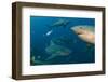 Bull Shark, Commercial Shark Feeding, Benga Lagoon, Viti Levu, Fiji-Pete Oxford-Framed Photographic Print