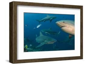 Bull Shark, Commercial Shark Feeding, Benga Lagoon, Viti Levu, Fiji-Pete Oxford-Framed Photographic Print