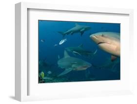 Bull Shark, Commercial Shark Feeding, Benga Lagoon, Viti Levu, Fiji-Pete Oxford-Framed Photographic Print