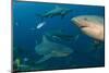Bull Shark, Commercial Shark Feeding, Benga Lagoon, Viti Levu, Fiji-Pete Oxford-Mounted Photographic Print