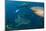 Bull Shark, Commercial Shark Feeding, Benga Lagoon, Viti Levu, Fiji-Pete Oxford-Mounted Photographic Print