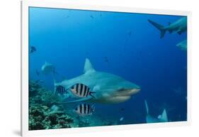 Bull Shark, Commercial Shark Feeding, Benga Lagoon, Viti Levu, Fiji-Pete Oxford-Framed Photographic Print