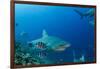 Bull Shark, Commercial Shark Feeding, Benga Lagoon, Viti Levu, Fiji-Pete Oxford-Framed Photographic Print