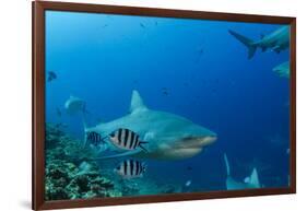 Bull Shark, Commercial Shark Feeding, Benga Lagoon, Viti Levu, Fiji-Pete Oxford-Framed Photographic Print