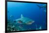 Bull Shark, Commercial Shark Feeding, Benga Lagoon, Viti Levu, Fiji-Pete Oxford-Framed Photographic Print