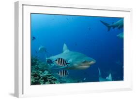 Bull Shark, Commercial Shark Feeding, Benga Lagoon, Viti Levu, Fiji-Pete Oxford-Framed Photographic Print