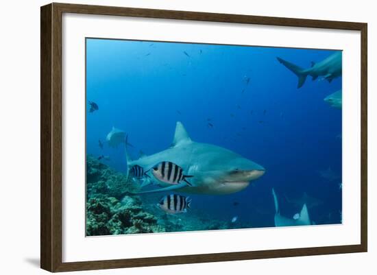 Bull Shark, Commercial Shark Feeding, Benga Lagoon, Viti Levu, Fiji-Pete Oxford-Framed Photographic Print