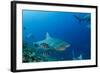Bull Shark, Commercial Shark Feeding, Benga Lagoon, Viti Levu, Fiji-Pete Oxford-Framed Photographic Print