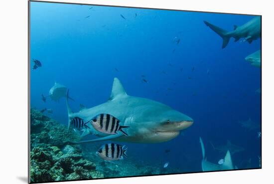 Bull Shark, Commercial Shark Feeding, Benga Lagoon, Viti Levu, Fiji-Pete Oxford-Mounted Photographic Print