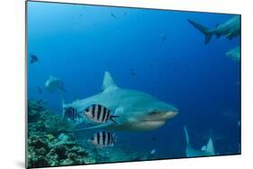 Bull Shark, Commercial Shark Feeding, Benga Lagoon, Viti Levu, Fiji-Pete Oxford-Mounted Photographic Print