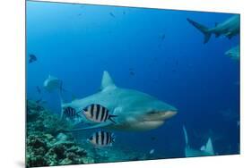 Bull Shark, Commercial Shark Feeding, Benga Lagoon, Viti Levu, Fiji-Pete Oxford-Mounted Premium Photographic Print