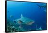 Bull Shark, Commercial Shark Feeding, Benga Lagoon, Viti Levu, Fiji-Pete Oxford-Framed Stretched Canvas
