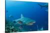Bull Shark, Commercial Shark Feeding, Benga Lagoon, Viti Levu, Fiji-Pete Oxford-Stretched Canvas
