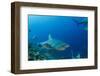 Bull Shark, Commercial Shark Feeding, Benga Lagoon, Viti Levu, Fiji-Pete Oxford-Framed Photographic Print
