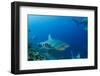 Bull Shark, Commercial Shark Feeding, Benga Lagoon, Viti Levu, Fiji-Pete Oxford-Framed Photographic Print