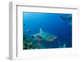 Bull Shark, Commercial Shark Feeding, Benga Lagoon, Viti Levu, Fiji-Pete Oxford-Framed Photographic Print