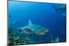 Bull Shark, Commercial Shark Feeding, Benga Lagoon, Viti Levu, Fiji-Pete Oxford-Mounted Photographic Print