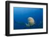 Bull Shark, Commercial Shark Feeding, Benga Lagoon, Viti Levu, Fiji-Pete Oxford-Framed Photographic Print