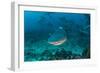 Bull Shark, Commercial Shark Feeding, Benga Lagoon, Viti Levu, Fiji-Pete Oxford-Framed Photographic Print