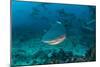 Bull Shark, Commercial Shark Feeding, Benga Lagoon, Viti Levu, Fiji-Pete Oxford-Mounted Photographic Print