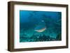 Bull Shark, Commercial Shark Feeding, Benga Lagoon, Viti Levu, Fiji-Pete Oxford-Framed Photographic Print