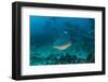 Bull Shark, Commercial Shark Feeding, Benga Lagoon, Viti Levu, Fiji-Pete Oxford-Framed Photographic Print