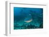 Bull Shark, Commercial Shark Feeding, Benga Lagoon, Viti Levu, Fiji-Pete Oxford-Framed Photographic Print