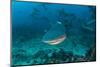 Bull Shark, Commercial Shark Feeding, Benga Lagoon, Viti Levu, Fiji-Pete Oxford-Mounted Photographic Print