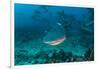 Bull Shark, Commercial Shark Feeding, Benga Lagoon, Viti Levu, Fiji-Pete Oxford-Framed Photographic Print