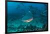 Bull Shark, Commercial Shark Feeding, Benga Lagoon, Viti Levu, Fiji-Pete Oxford-Framed Photographic Print