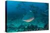 Bull Shark, Commercial Shark Feeding, Benga Lagoon, Viti Levu, Fiji-Pete Oxford-Stretched Canvas