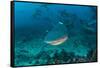 Bull Shark, Commercial Shark Feeding, Benga Lagoon, Viti Levu, Fiji-Pete Oxford-Framed Stretched Canvas