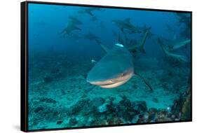 Bull Shark, Commercial Shark Feeding, Benga Lagoon, Viti Levu, Fiji-Pete Oxford-Framed Stretched Canvas