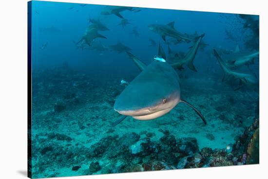 Bull Shark, Commercial Shark Feeding, Benga Lagoon, Viti Levu, Fiji-Pete Oxford-Stretched Canvas