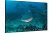 Bull Shark, Commercial Shark Feeding, Benga Lagoon, Viti Levu, Fiji-Pete Oxford-Stretched Canvas