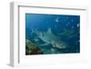 Bull Shark, Commercial Shark Feeding, Benga Lagoon, Viti Levu, Fiji-Pete Oxford-Framed Photographic Print