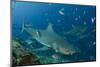 Bull Shark, Commercial Shark Feeding, Benga Lagoon, Viti Levu, Fiji-Pete Oxford-Mounted Photographic Print