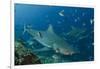 Bull Shark, Commercial Shark Feeding, Benga Lagoon, Viti Levu, Fiji-Pete Oxford-Framed Photographic Print