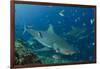 Bull Shark, Commercial Shark Feeding, Benga Lagoon, Viti Levu, Fiji-Pete Oxford-Framed Photographic Print